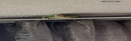 Parakeets birds for sale: Parakeet for sale  in Southend-on-Sea - Advert 2