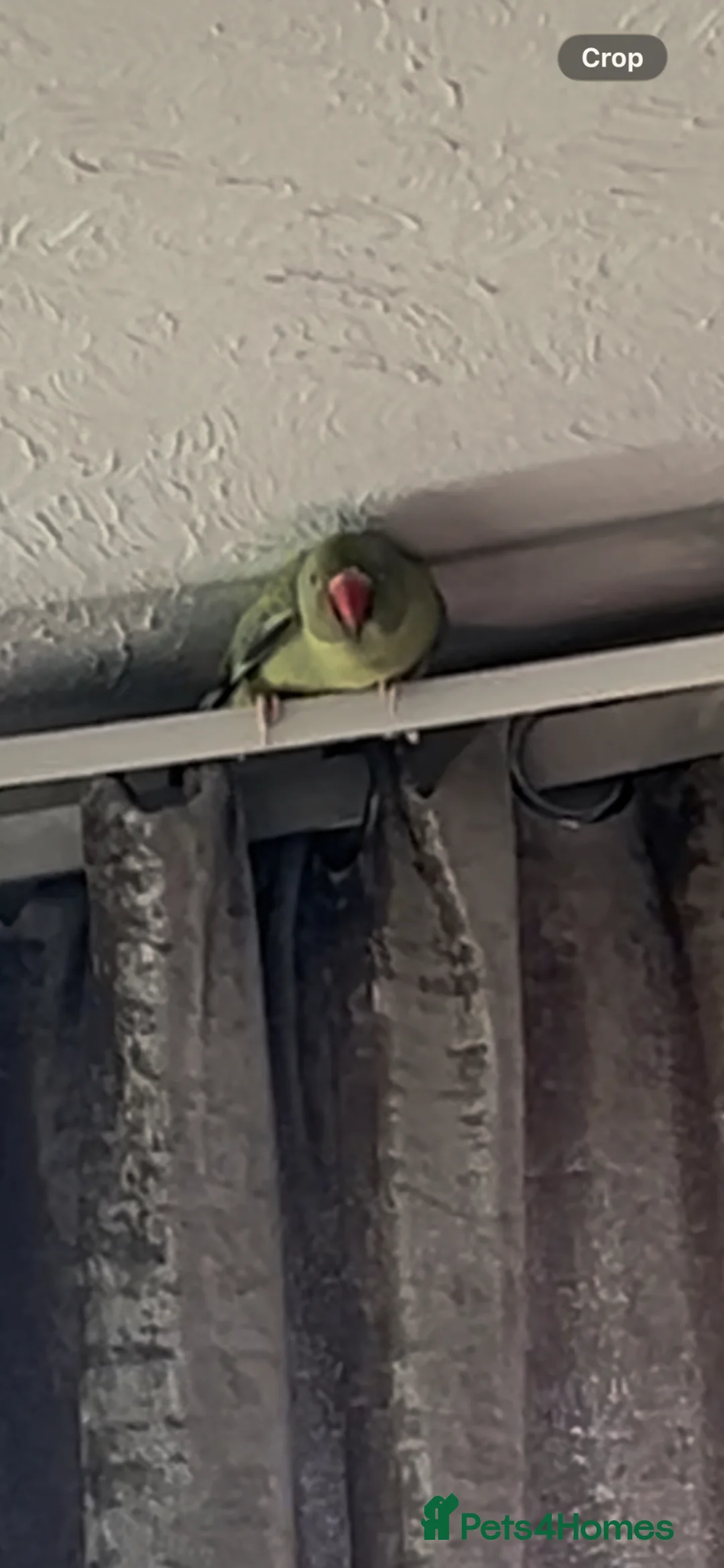 Parakeets birds for sale: Parakeet for sale  in Southend-on-Sea - Advert 2