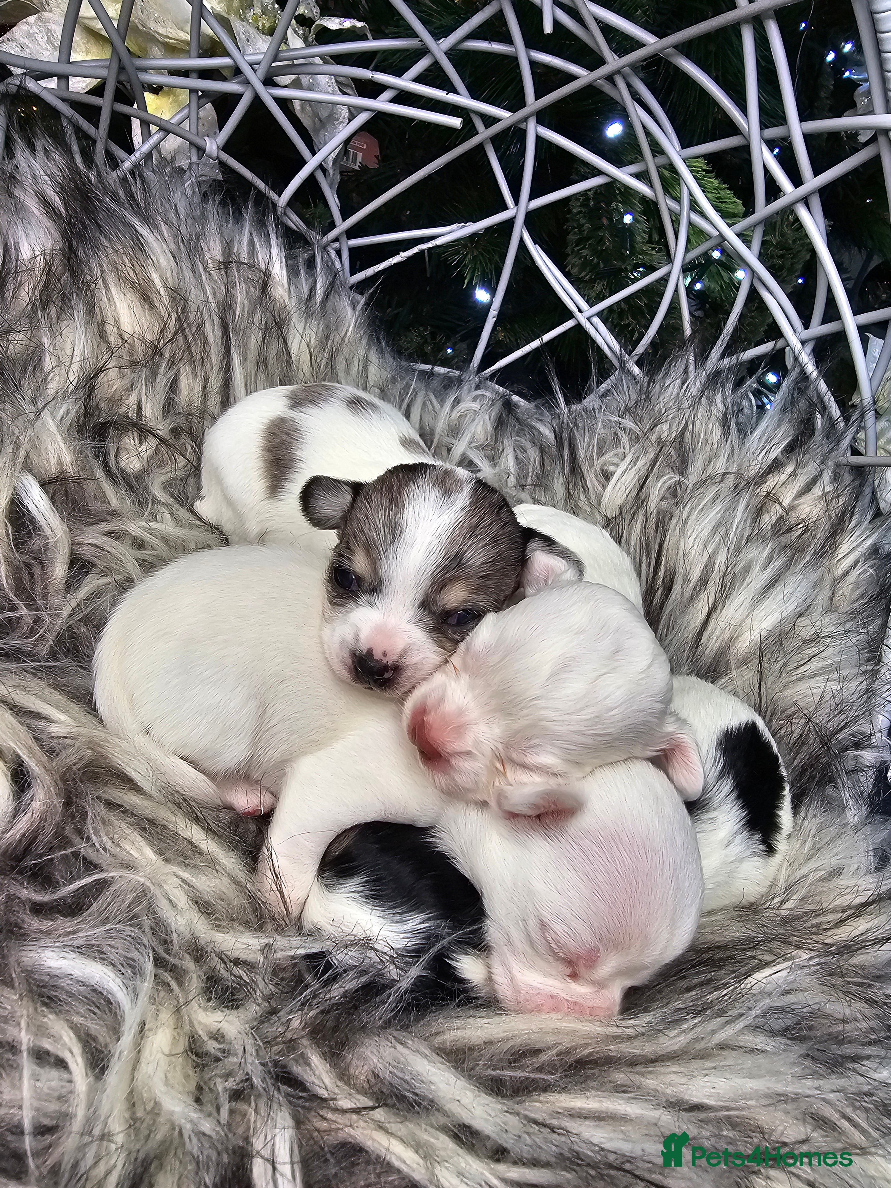 Chihuahua dogs Russian Chihuahua  - Advert 6