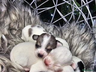 Chihuahua dogs Russian Chihuahua - Advert 6