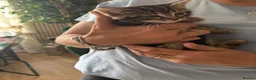 Mixed Breed cats for sale: Adorable kittens - Advert 12