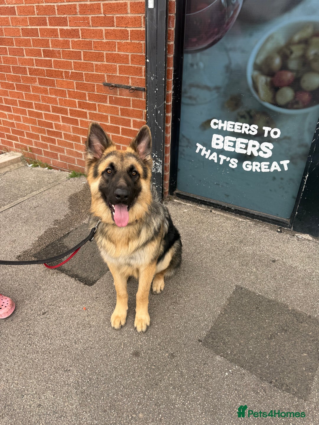 German Shepherd dogs for stud: German Shepherd Stud - Advert 11