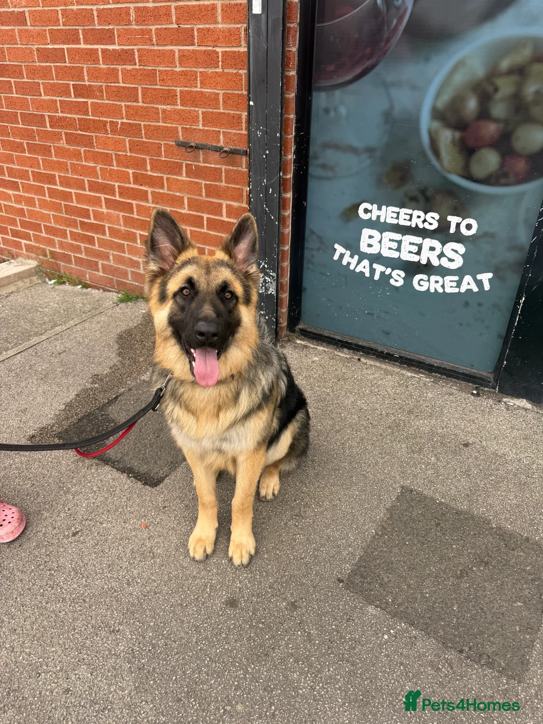 German Shepherd dogs for stud: German Shepherd Stud - Advert 11