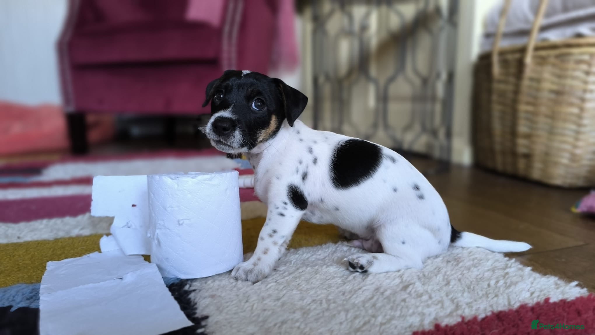 Jack Russell dogs Beautiful Short-Leg Jack Russell Terrier Puppies  - Advert 2