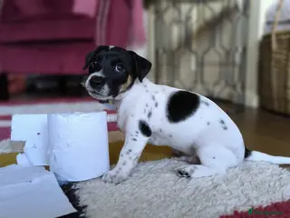 Jack Russell dogs Beautiful Short-Leg Jack Russell Terrier Puppies - Advert 2