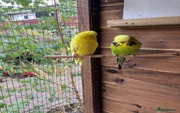 Budgerigars birds for sale: Young & Adult Budgies For Sale - Image 2