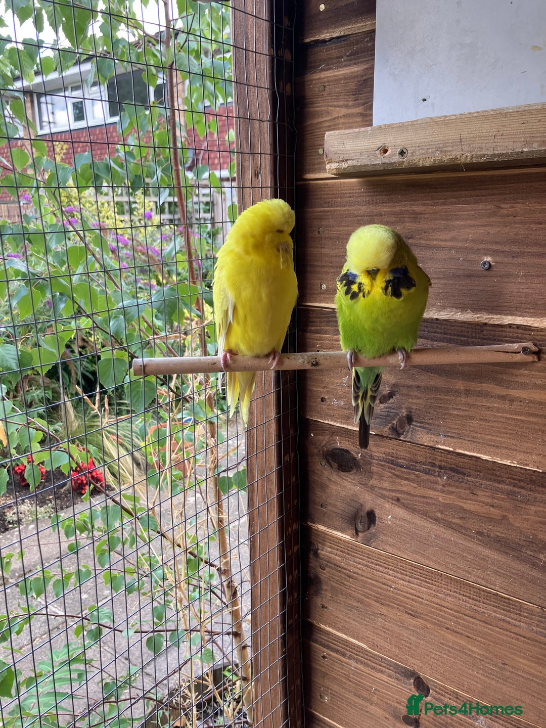 Budgerigars birds for sale: Young & Adult Budgies For Sale - Image 2