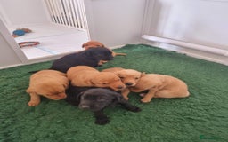 Labrador Retriever dogs for sale: Exceptional KC Labrador Puppies for Sale - Image 2