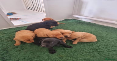 Labrador Retriever dogs - Advert 15