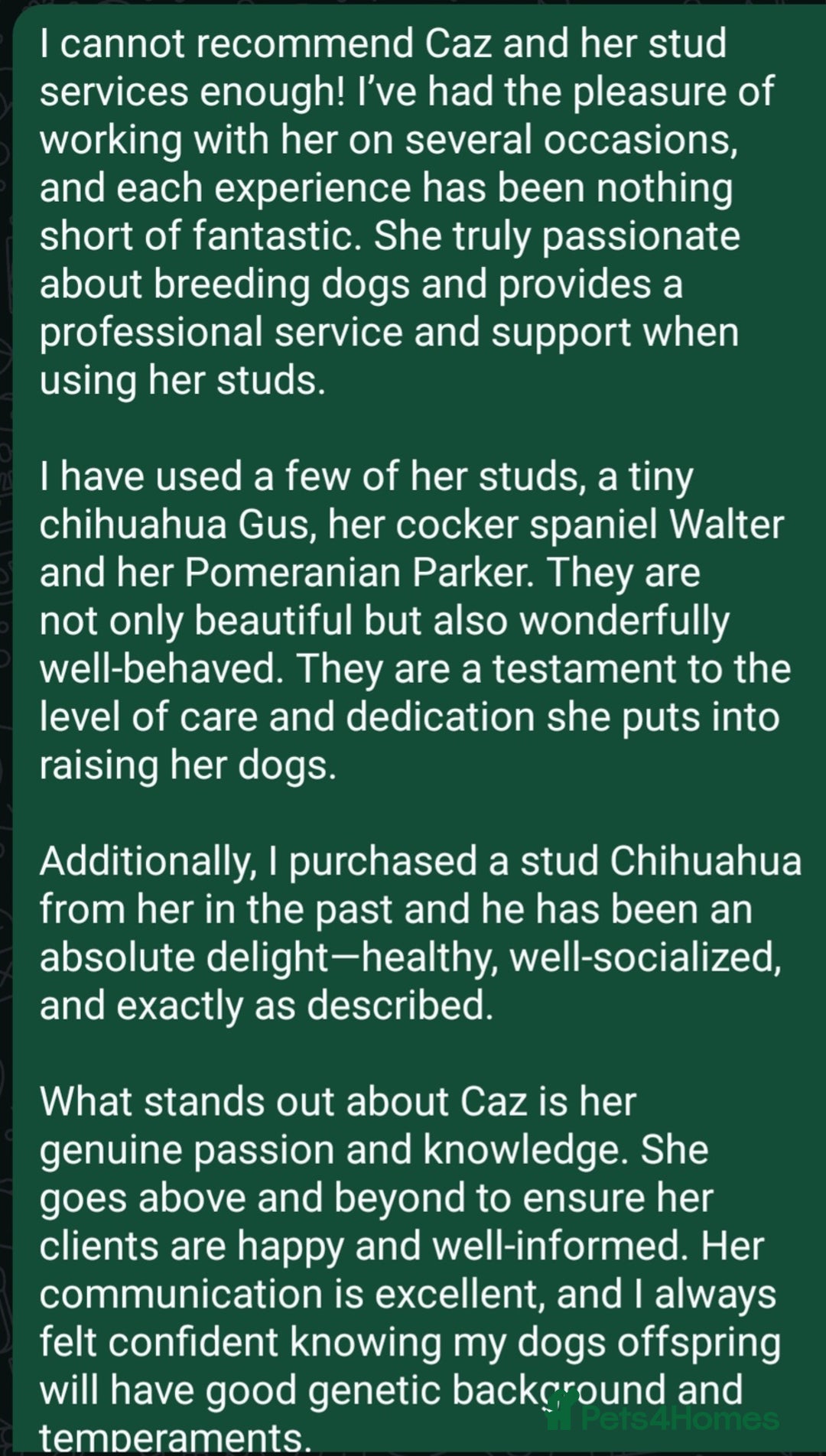 Chihuahua dogs for stud: Kc reg Lilac short coat for stud  in Bedford - Advert 20