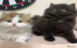 Mixed Breed cats for sale: Beautiful mixed breed kittens  - Image 7
