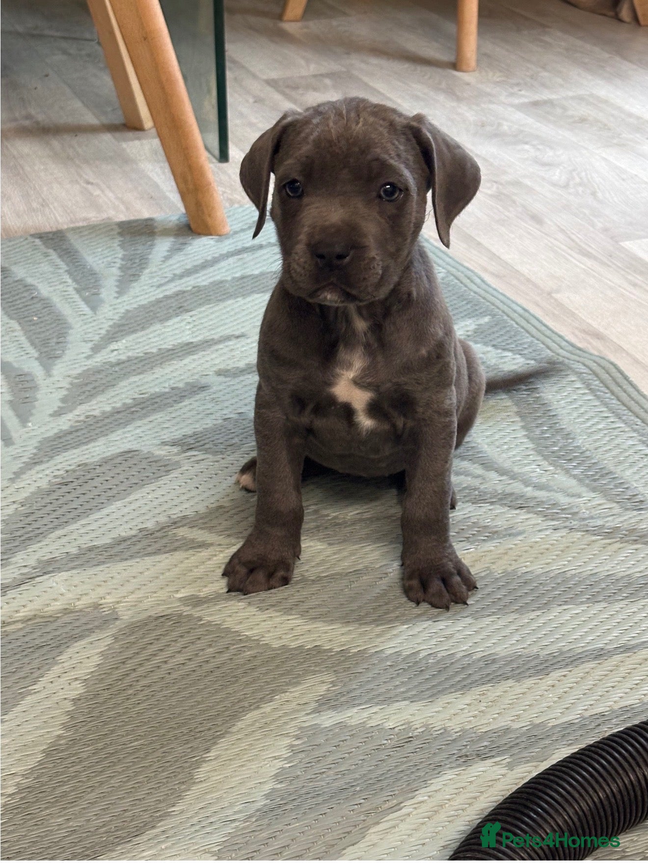 Cane Corso dogs Female cane corso - Advert 1