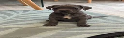 Cane Corso dogs for sale: Female cane corso - Advert 1
