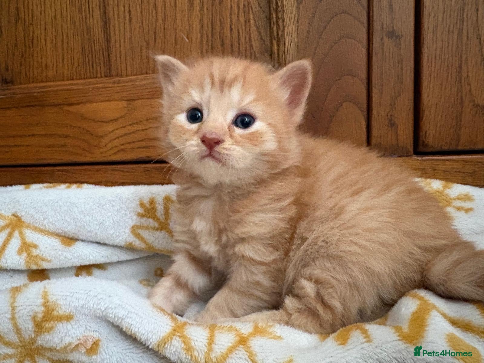 British Longhair cats Gorgeous kittens for sale - Advert 4