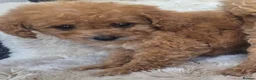 Cavapoo dogs for sale: Toy cavapoos heath checked 100 percent perfect - Advert 7