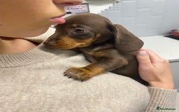 Dachshund dogs for sale: dashounds boys choc and tan - Image 3