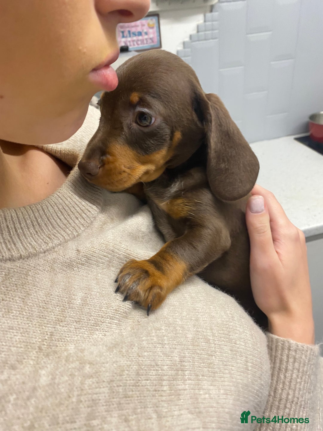 Dachshund dogs for sale: dashounds boys choc and tan - Image 3