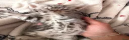 Egyptian Mau cats for sale: beautiful egyptian Mau kittens  in Chelmsford - Advert 6