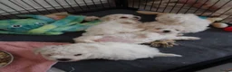 Bichon Frise dogs for sale: Pedigree Bichon Frise Puppies in Bedford - Advert 6