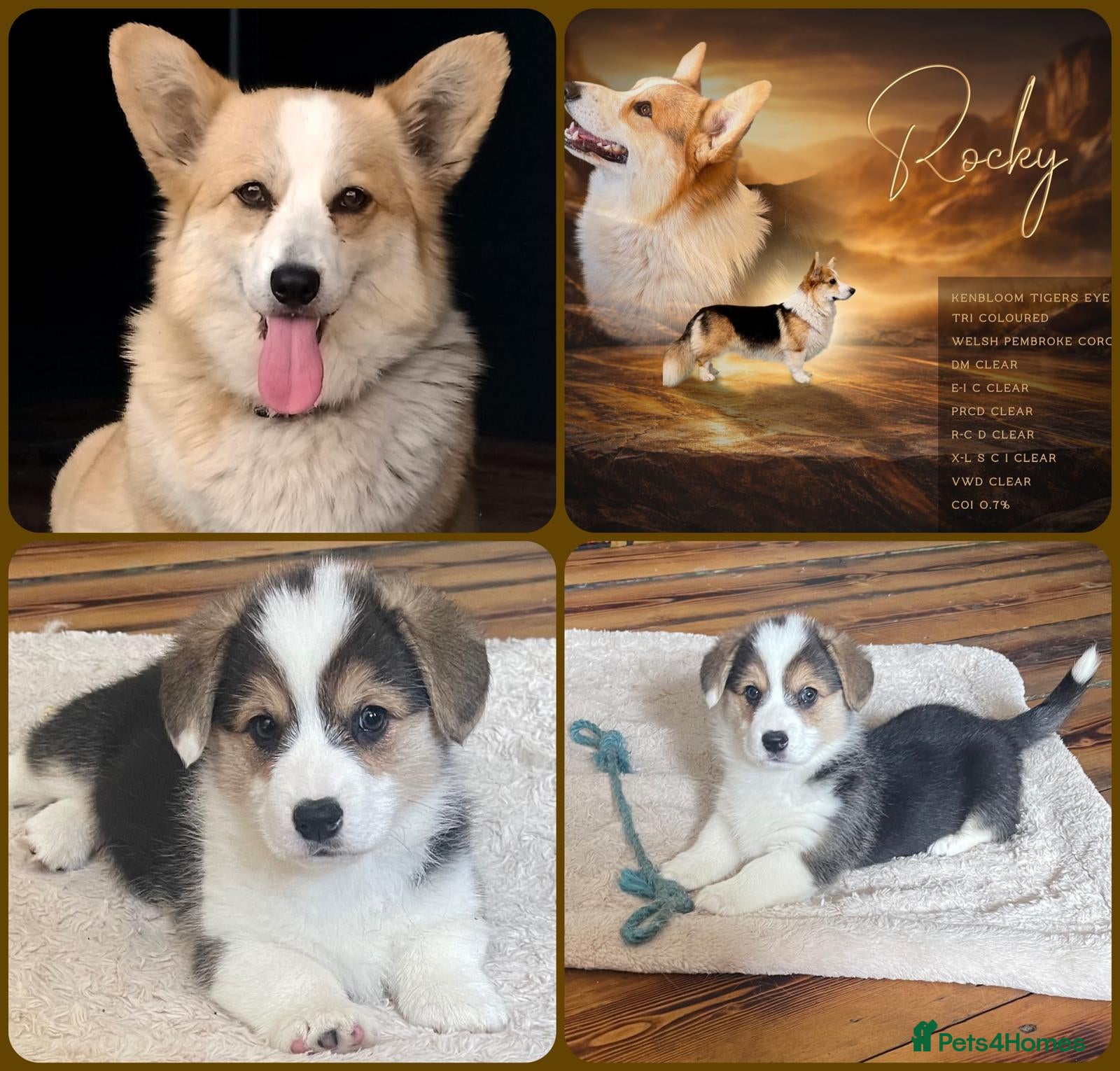 Welsh Corgi Pembroke dogs Reduced KC registered health tested parents  - Advert 16