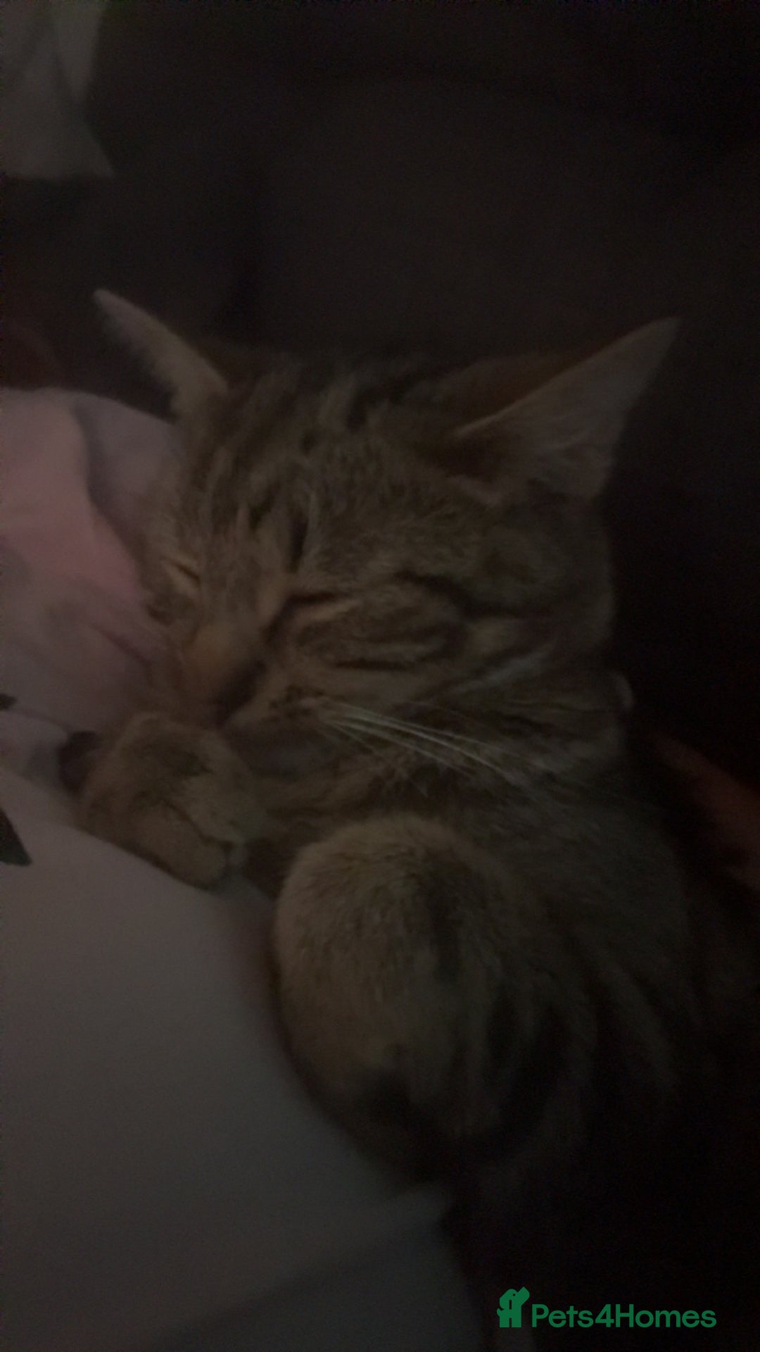 Burmilla cats for sale: Taz and Tigger  - Advert 1