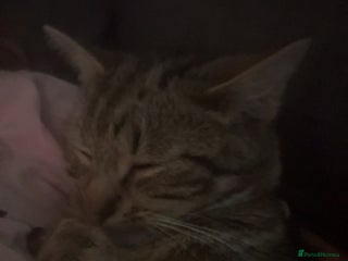 Burmilla cats Taz and Tigger - Advert 2