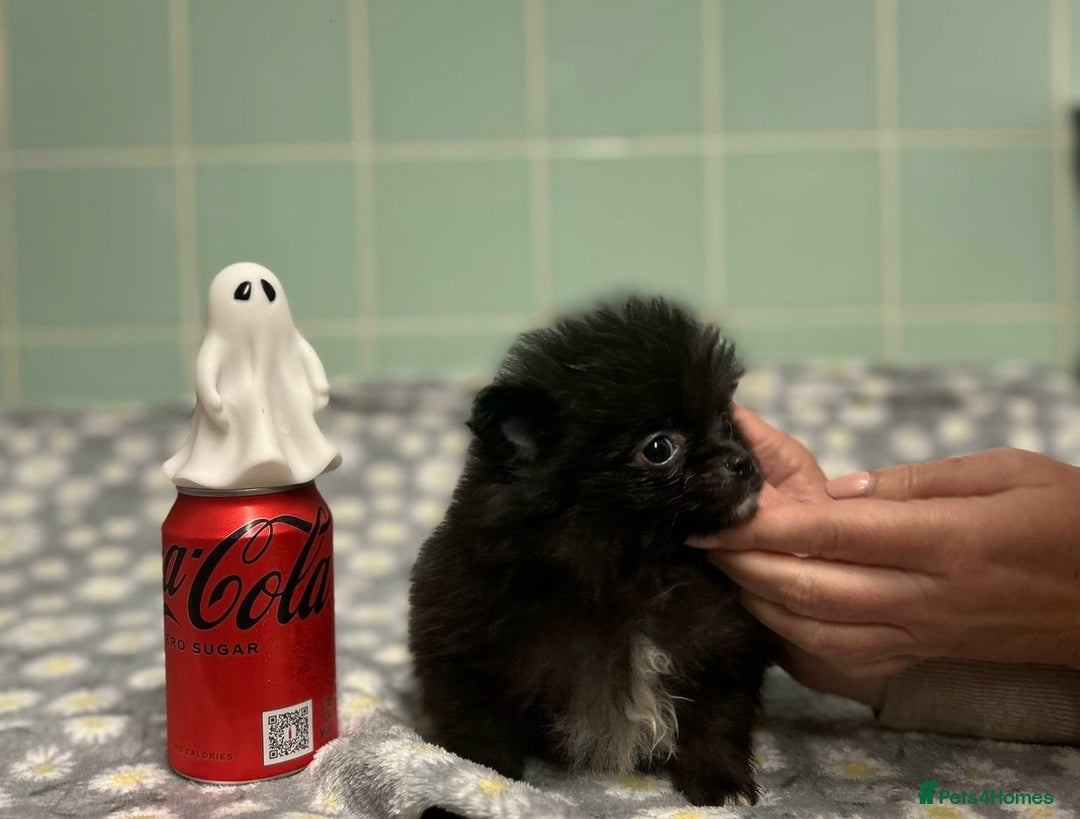 Pomeranian dogs for sale: Beautiful Pomeranian puppies  - Image 30