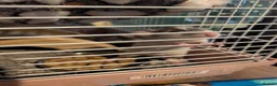 Rat rodents for sale: bonded pair of male rats - Advert 8