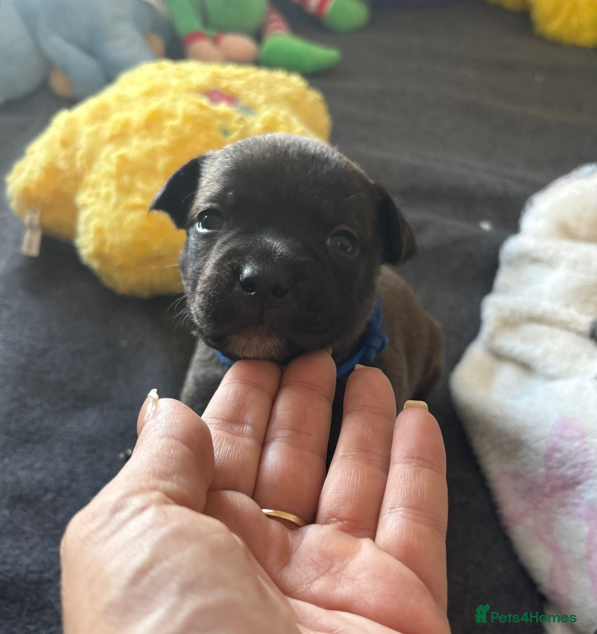 Staffordshire Bull Terrier dogs KC Brindle Staffordshire Bull Terriers - Advert 2