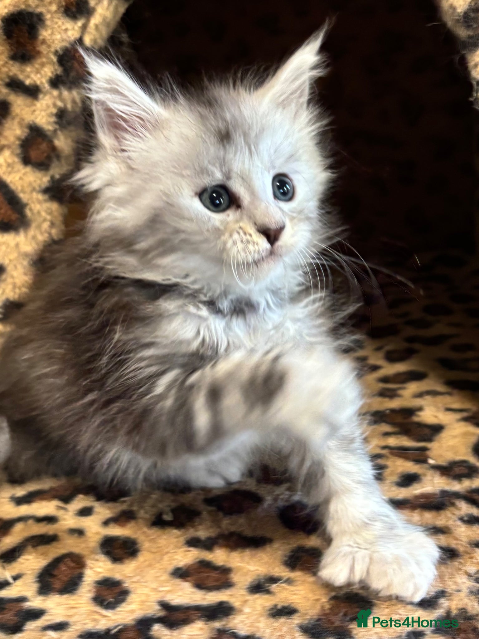 Maine Coon cats Tica registered polydactyl Maine coons  - Advert 13