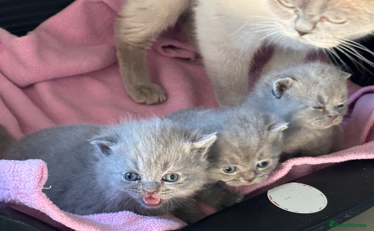 British Shorthair cats - Advert 10