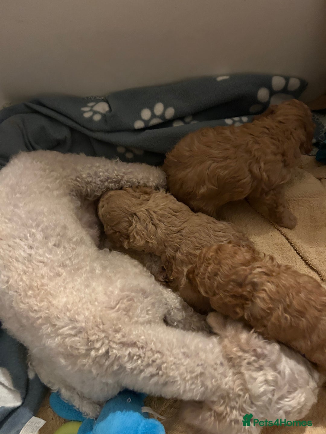Toy Poodle dogs for sale: Stunning KC reg toy poodles  - Image 5