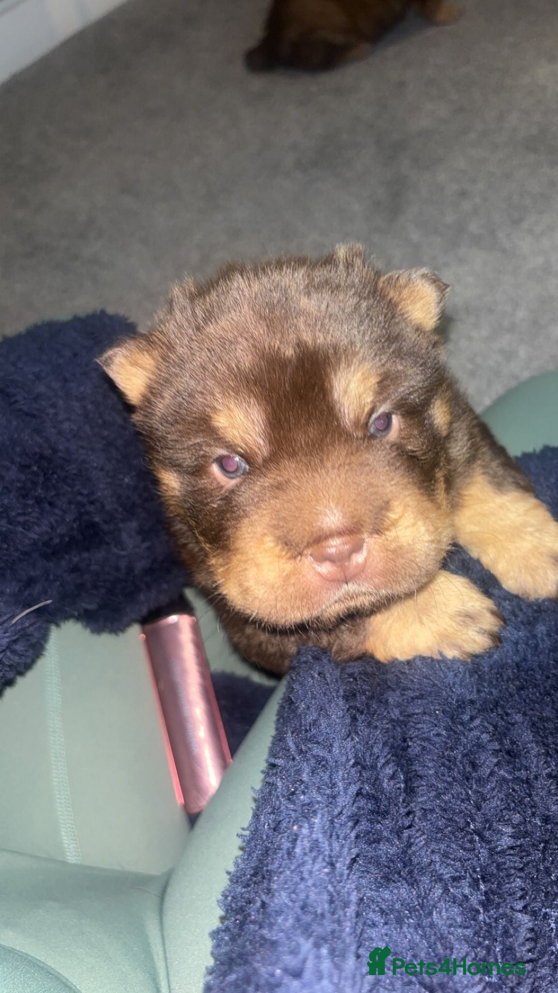 Shar Pei dogs Top quality choc and tan bear coat sharpies - Advert 1