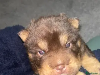 Shar Pei dogs Top quality choc and tan bear coat sharpies - Advert 1