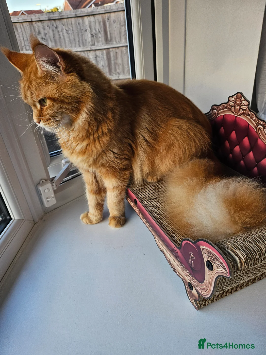 Gallery Image {{count}}