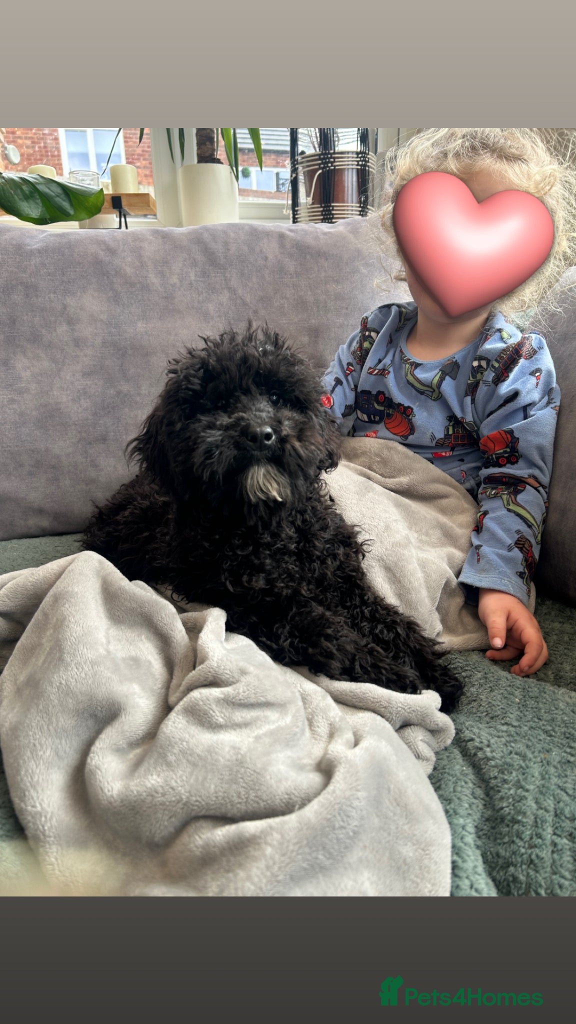Mixed Breed dogs Australian Labradoodle cavapoo boy stunning ⭐️  - Advert 1