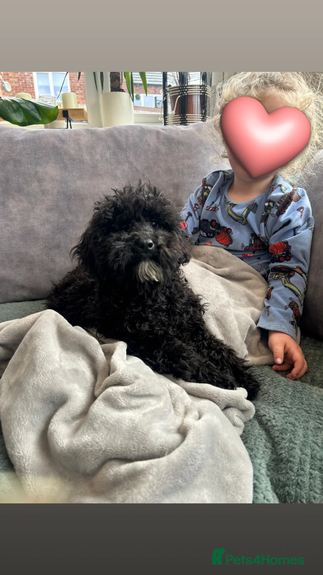 Mixed Breed dogs for sale: Australian Labradoodle cavapoo boy stunning ⭐️  - Advert 1