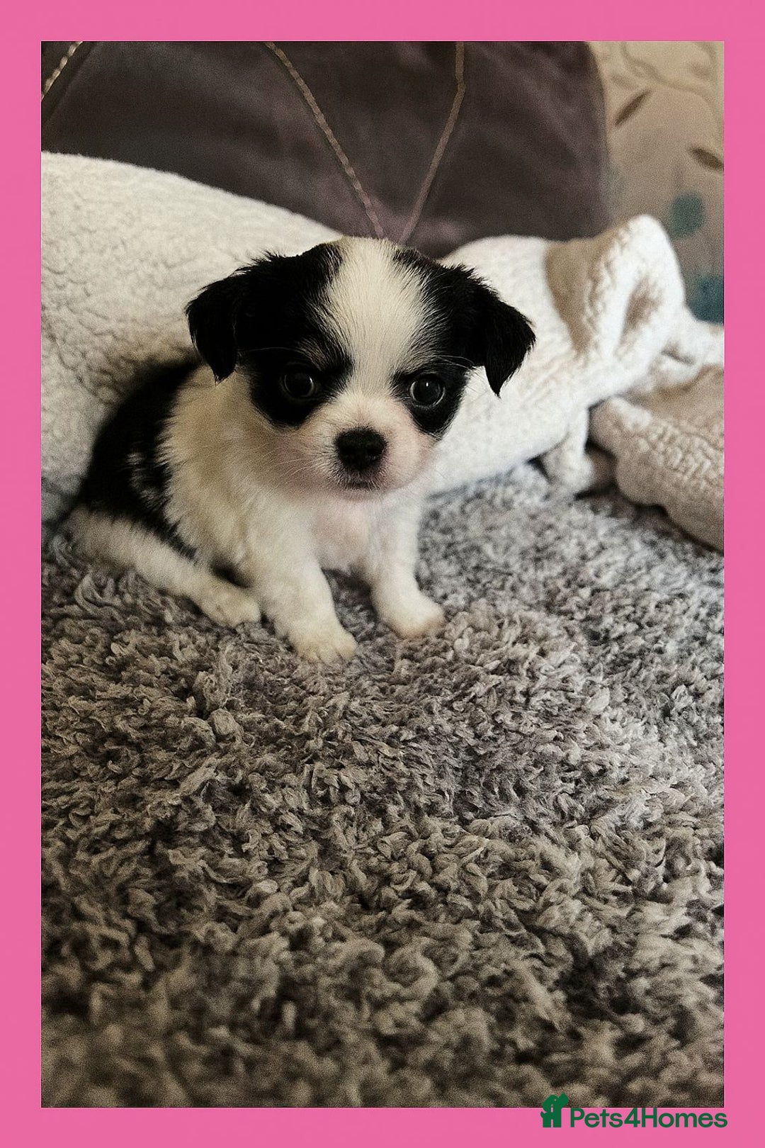 Chihuahua dogs for sale: Beautiful longhaired chihuahua puppies  - Image 4