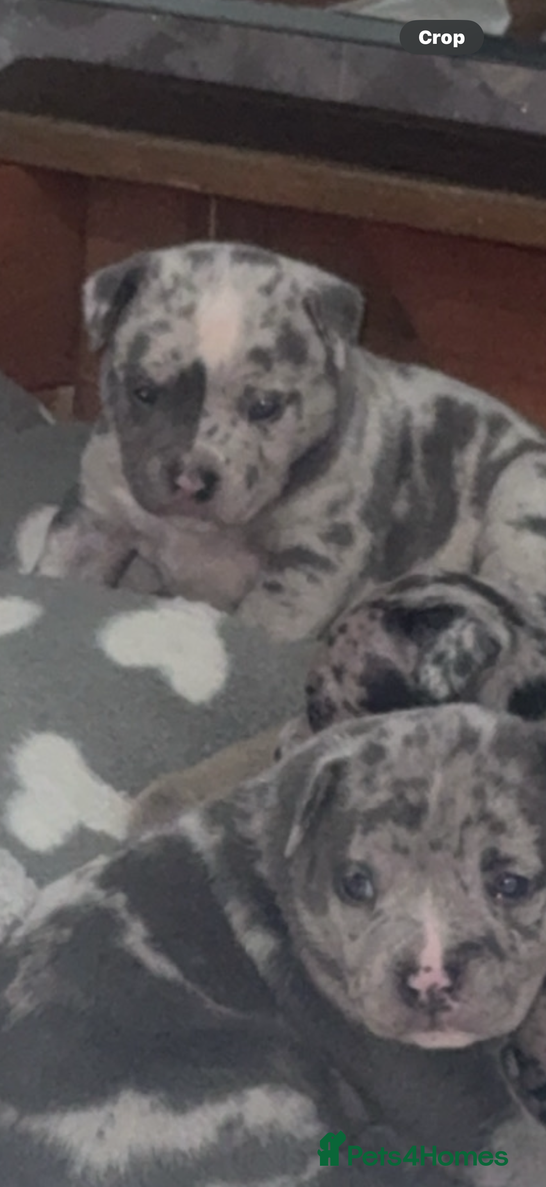 Mixed Breed dogs for sale: Staff x pocket bully pups - Image 4