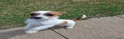 Mixed Breed dogs for sale: Beautiful Jack Russell puppies.  - Advert 9
