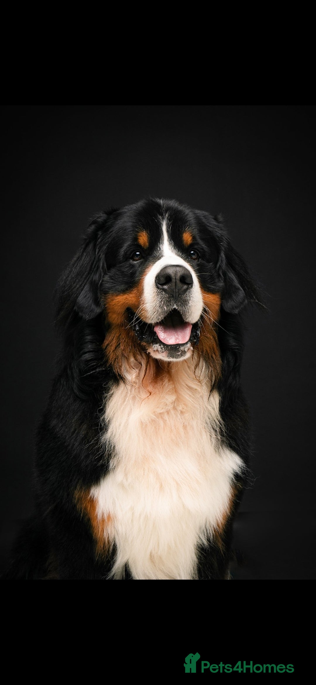 Bernese Mountain Dog dogs Proven Bernese Mountain Dog - Advert 1