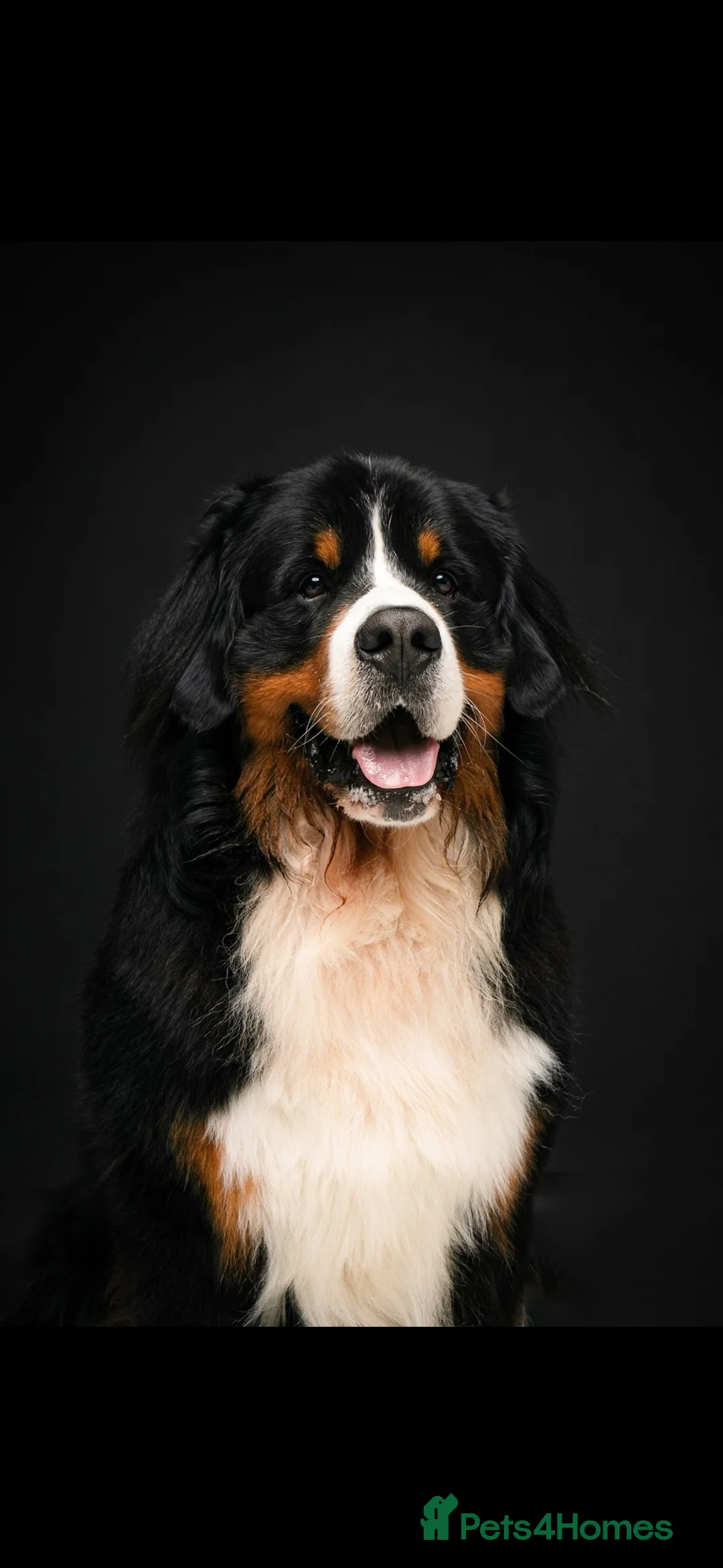 Bernese Mountain Dog dogs for stud: Proven Bernese Mountain Dog - Advert 1