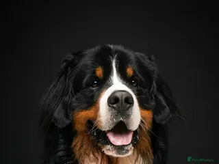 Bernese Mountain Dog dogs Proven Bernese Mountain Dog - Advert 1