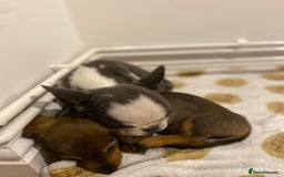 Miniature Dachshund dogs for sale: DOLLAR 💵  - Image 8