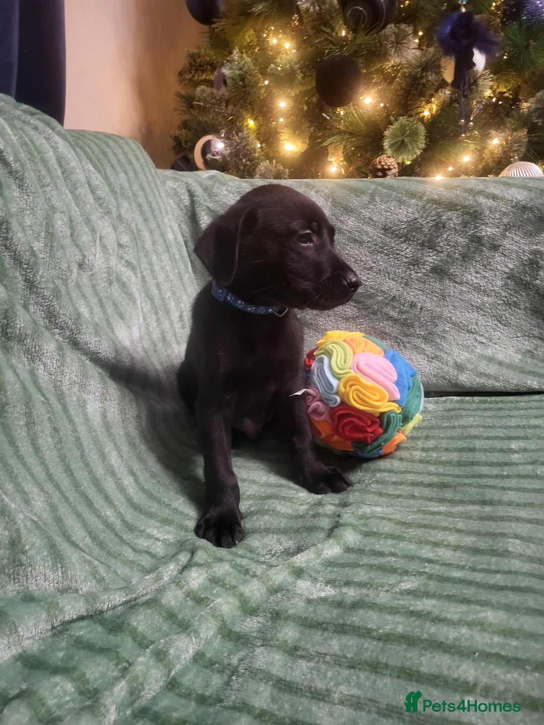 Labrador Retriever dogs for sale: KC registered labrador puppies - Advert 11
