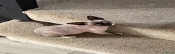 Sphynx cats for sale: 5 month old female Spynx kitten black and white - Advert 3