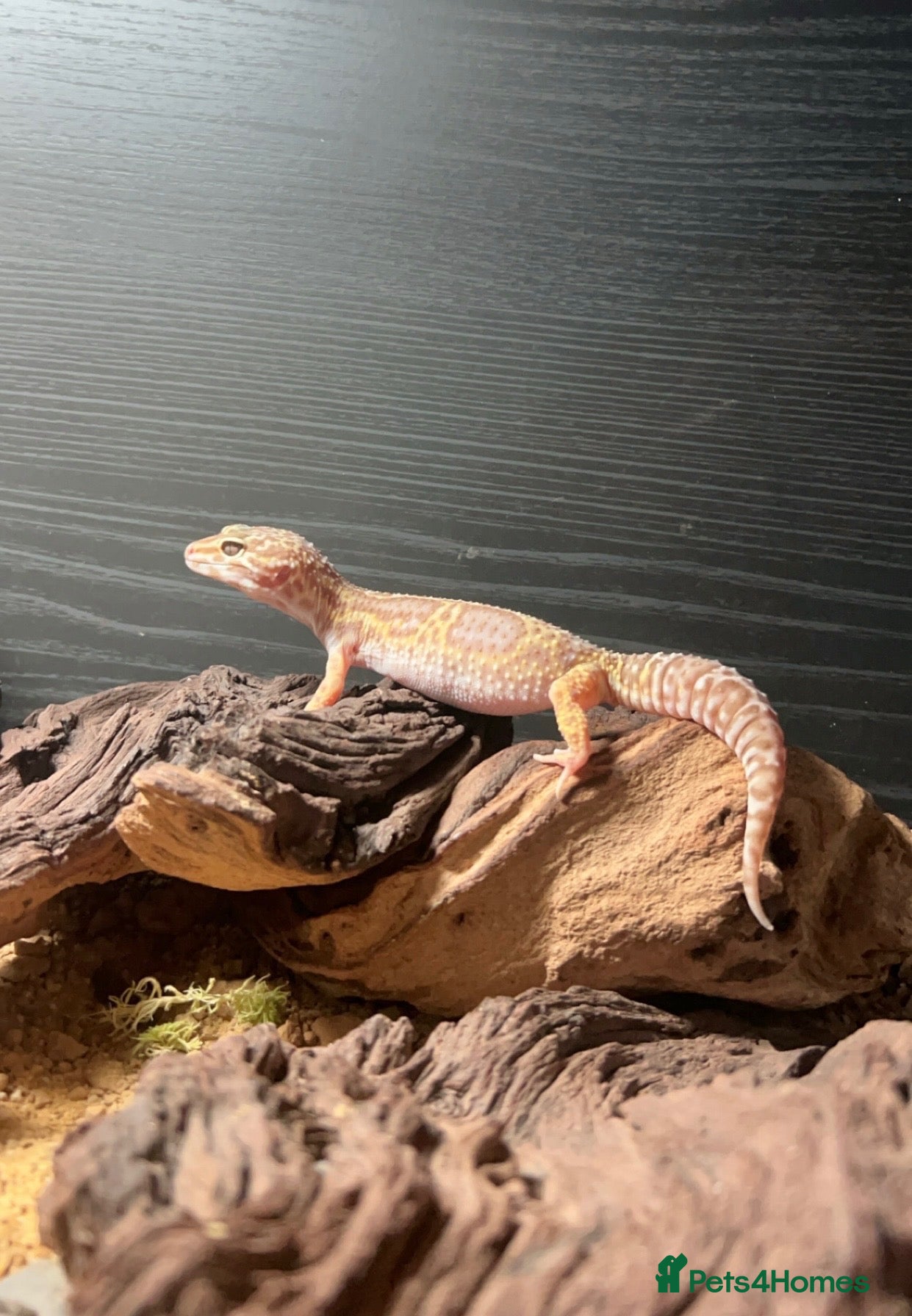 Leopard Gecko reptiles Beautiful leopard Geko  - Advert 5