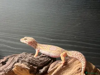 Leopard Gecko reptiles Beautiful leopard Geko - Advert 5