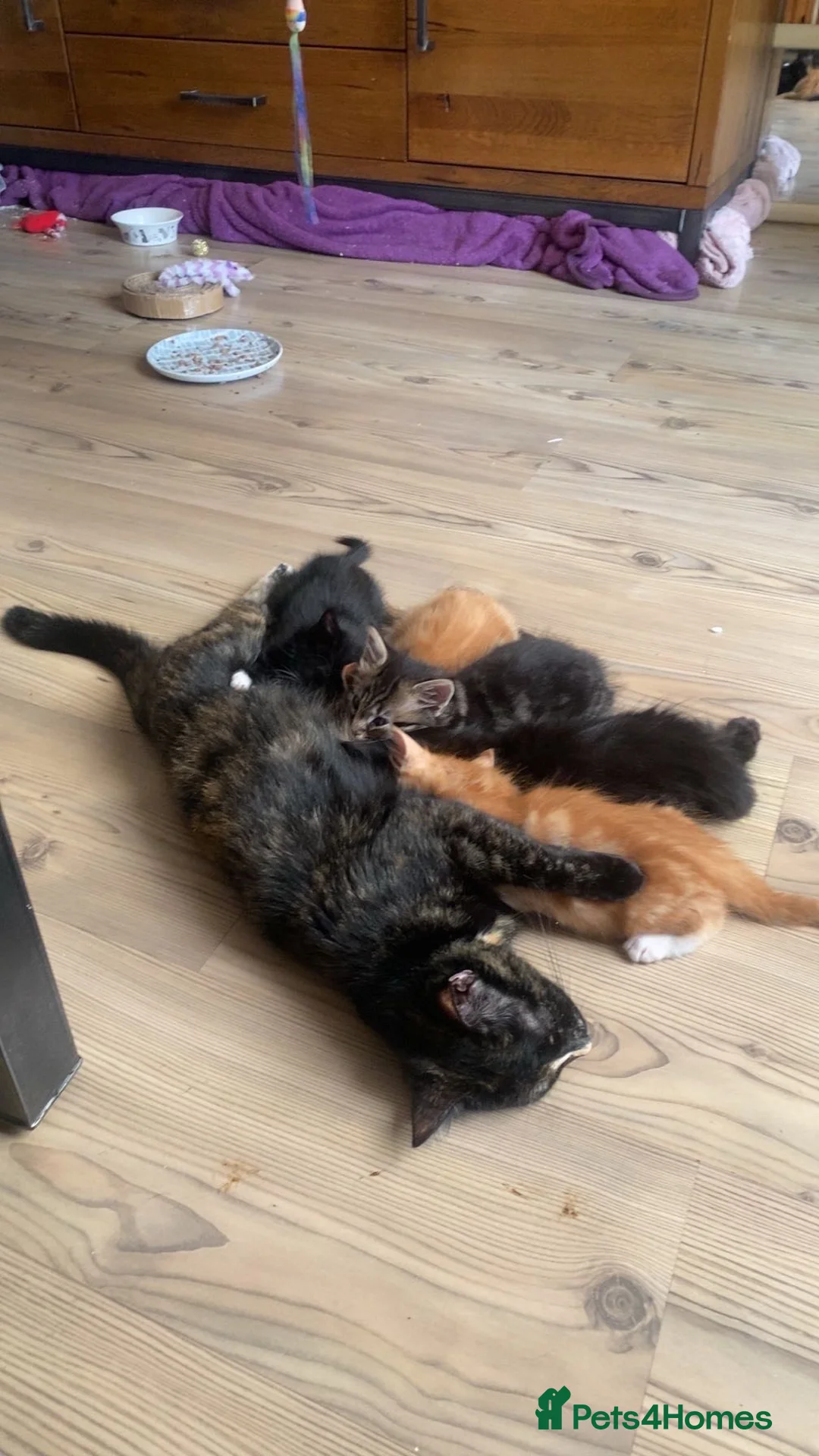 Mixed Breed cats for sale: 5 beautiful kittens mixed breed  - Advert 1