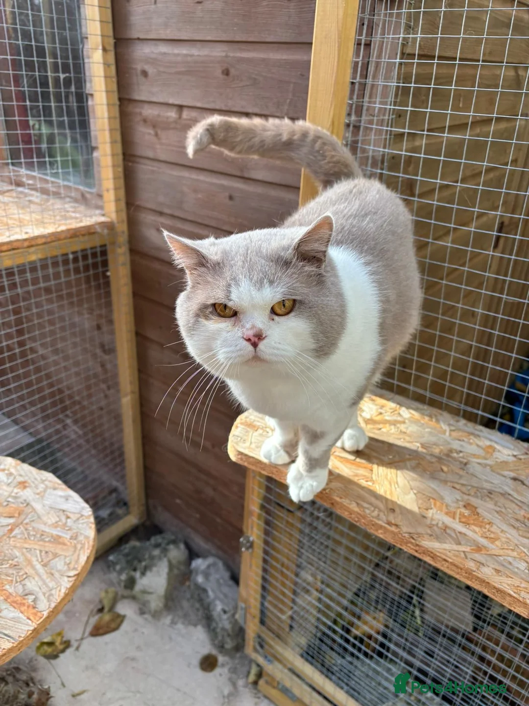 British Shorthair cats for stud: 2 BSH FOR STUD CH LILAC BI COLOUR AND BLUE POINT  - Advert 11